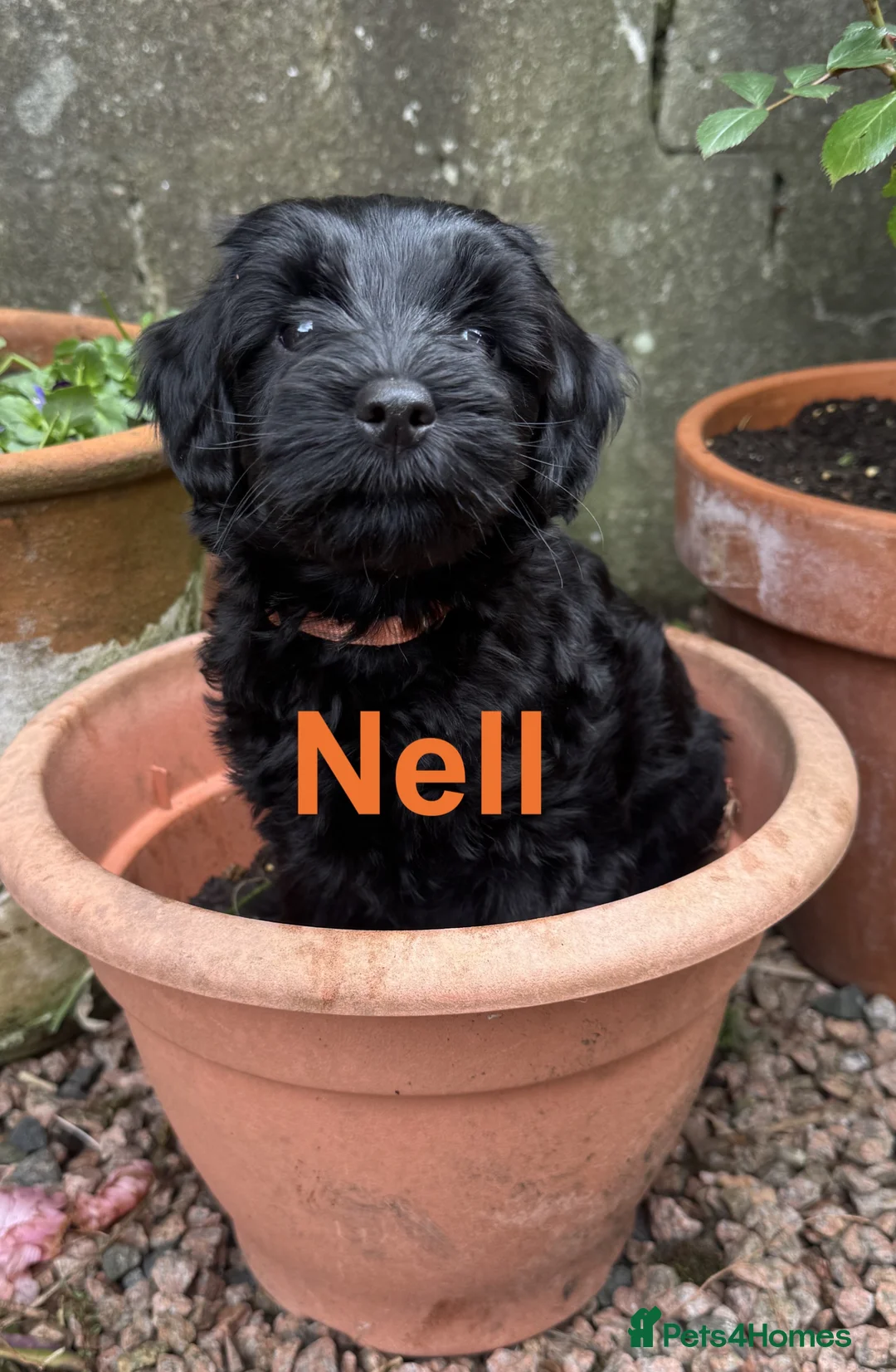 Sproodle dogs for sale: Sproodles – Multigen Puppies in Peterculter - Advert 2