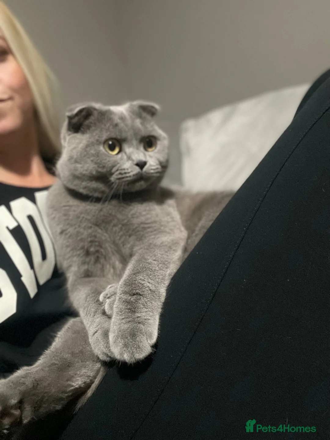Scottish Fold cats for sale: Gorgeous Chunky Blue Fold - Advert 2