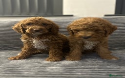 Goldendoodle dogs for sale: Adorable golden doodles - Image 11