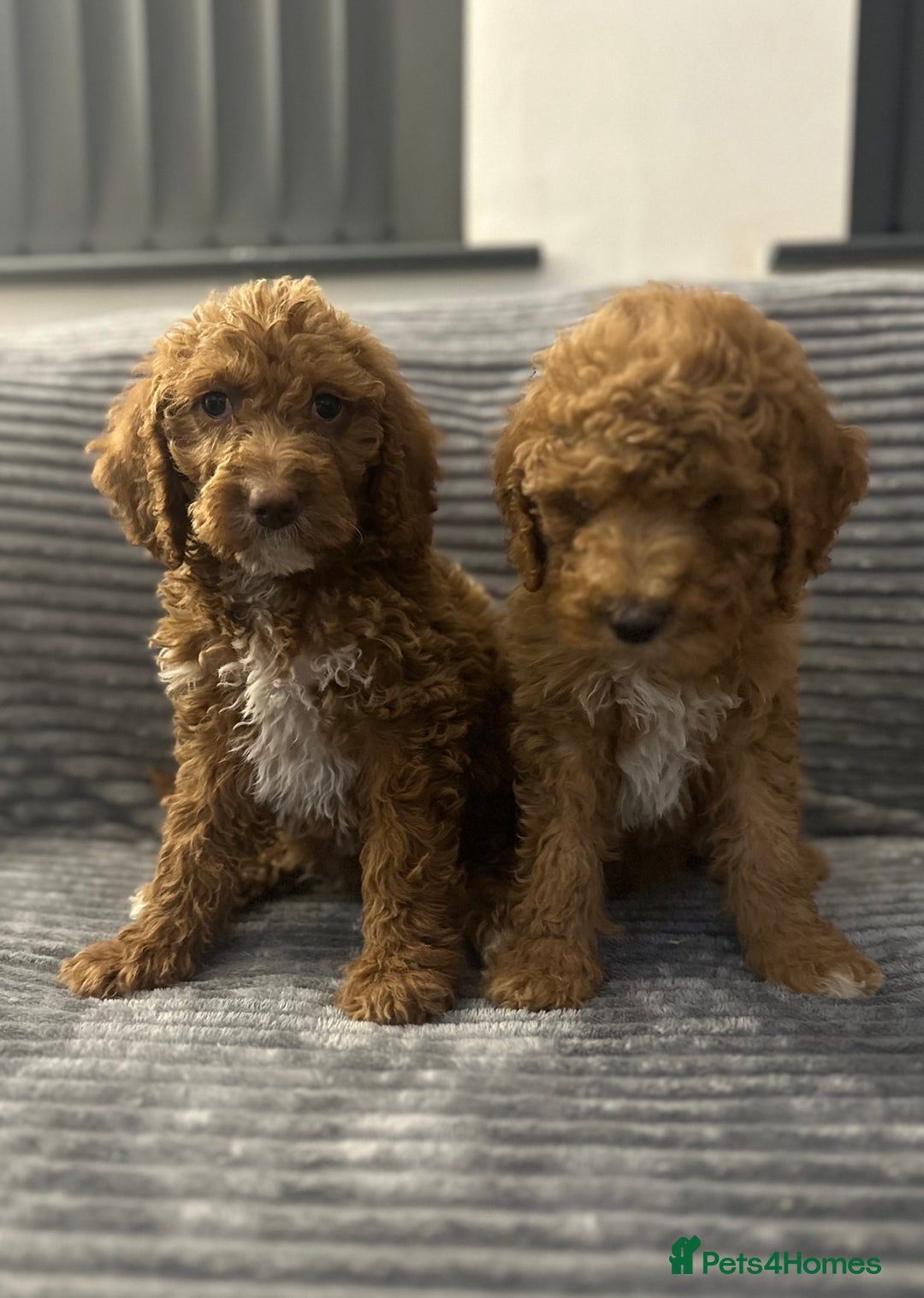 Goldendoodle dogs for sale: Adorable golden doodles - Image 11