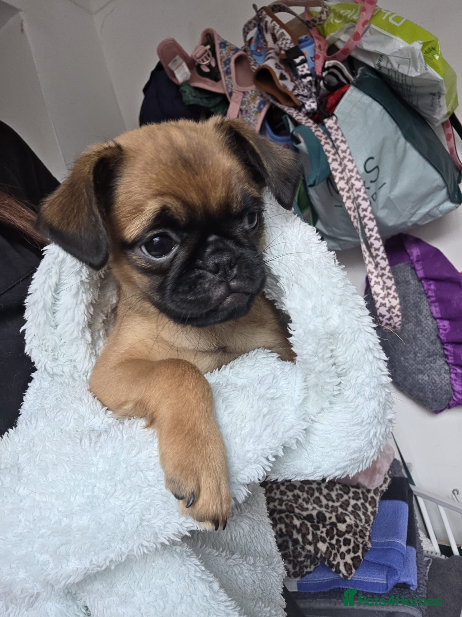Mixed Breed dogs Puffin Puppies - Advert 2
