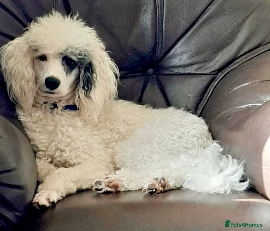 Mixed Breed dogs for sale: Whippet x Poodle READY NOW - Advert 25