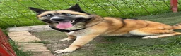 Mixed Breed dogs for adoption:  RONI  - Advert 5