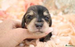 Miniature Dachshund dogs for sale: KC Longhair Miniature Dachshund Puppies - Image 3