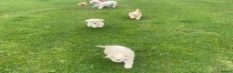 Poochon dogs for sale: Beautiful poochon puppies  in Paisley - Advert 6