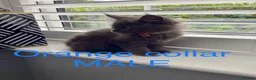 Maine Coon cats for sale: Bundles of fluff,  Maine Coon kittens  - Advert 30