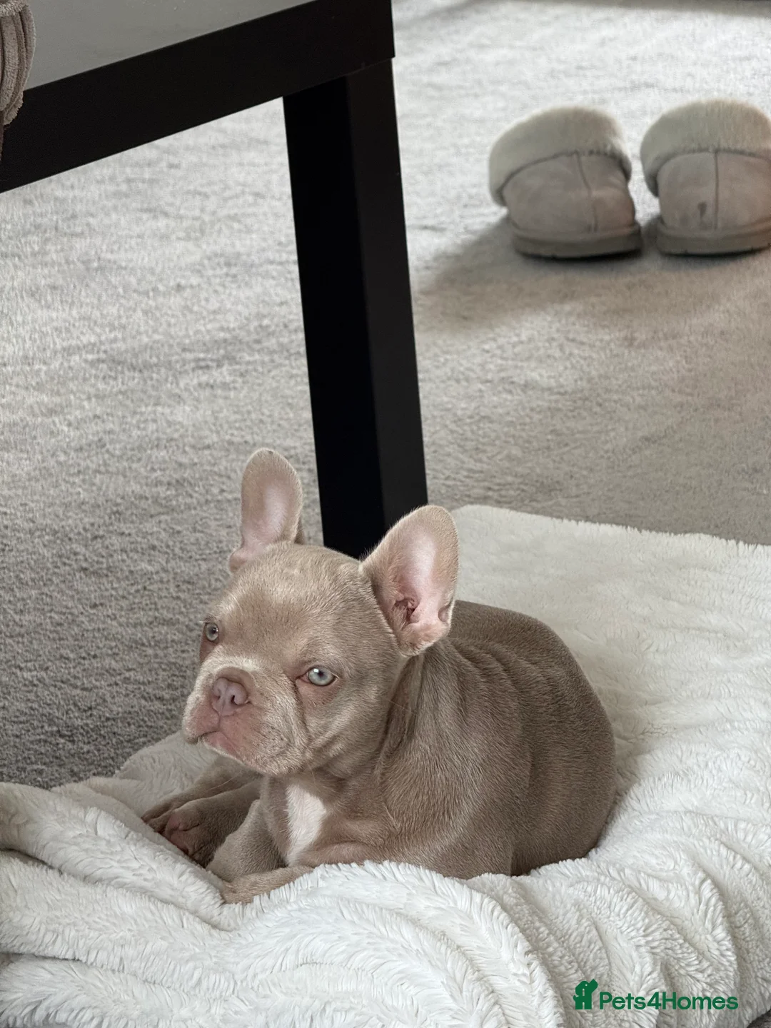 French Bulldog dogs for sale: KC registered French bulldog puppy - Advert 2