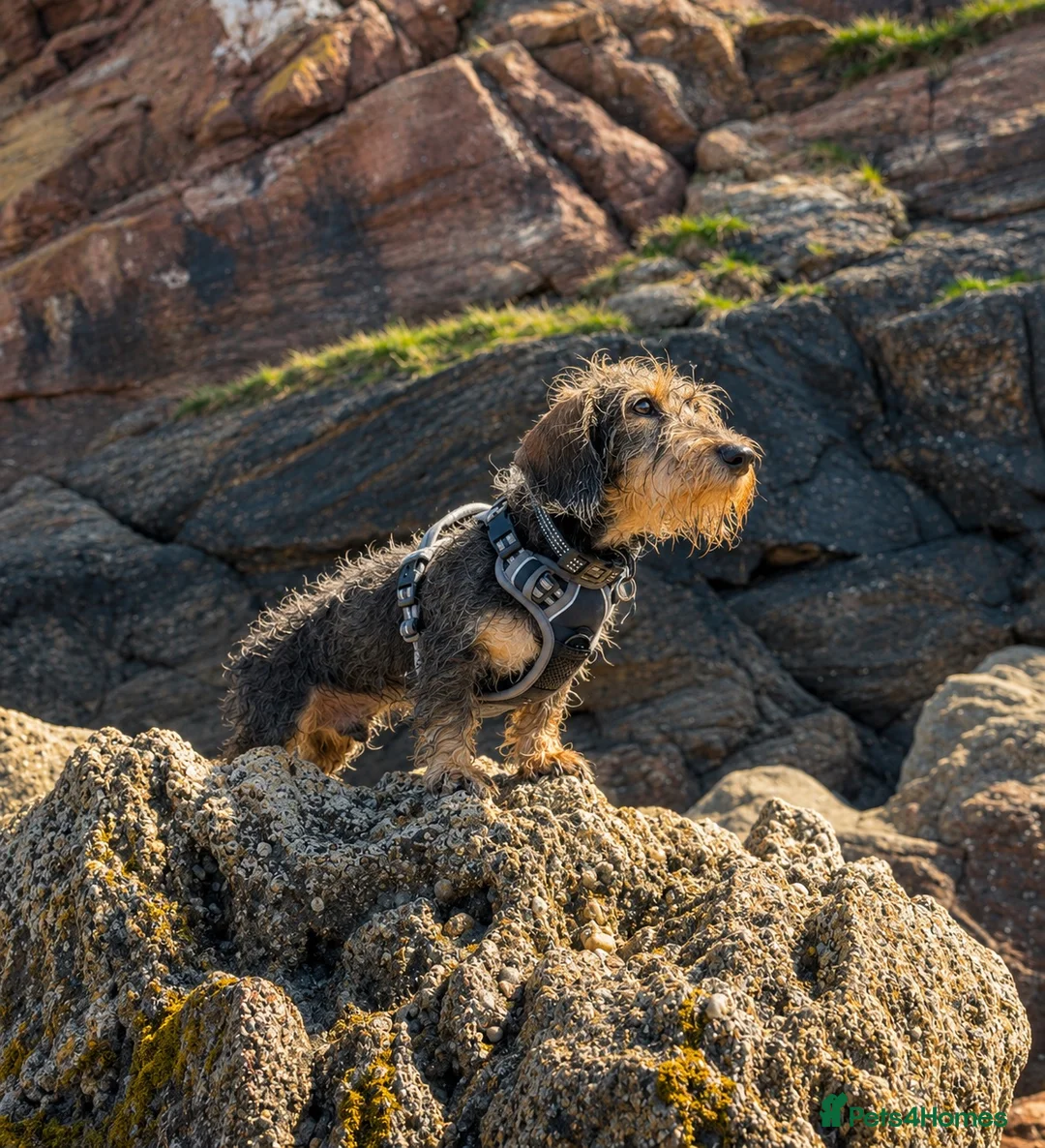 Dachshund dogs for sale: Wirehaired dachshund puppy - Advert 2