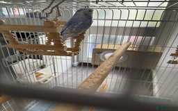 Budgerigars birds for sale: Budgie and cage full set up  - Image 4