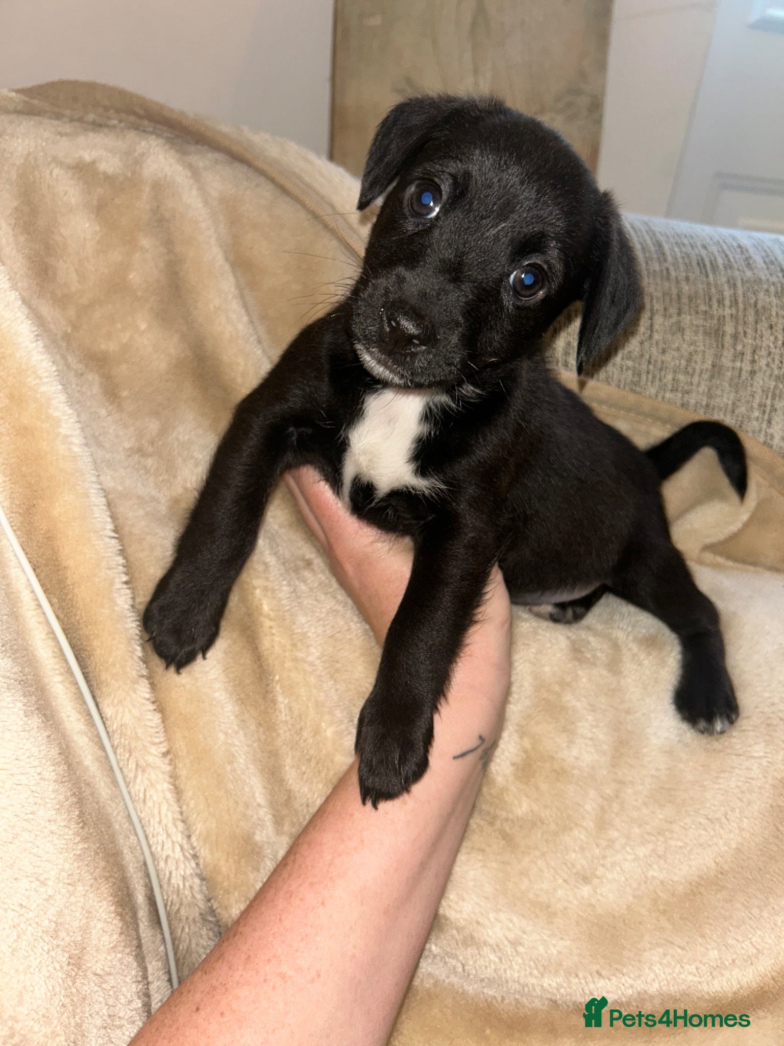 Jack Chi dogs 🐾 Adorable Jack Russell x Chihuahua Puppies 🐾 - Advert 2