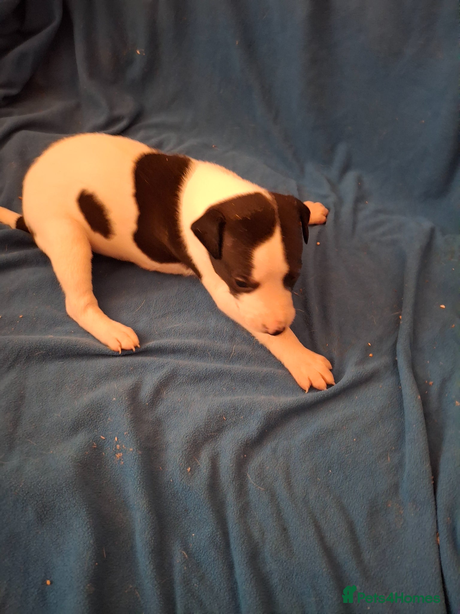 Whippet dogs for sale: KC REGISTERED WHIPPETS  - Advert 4