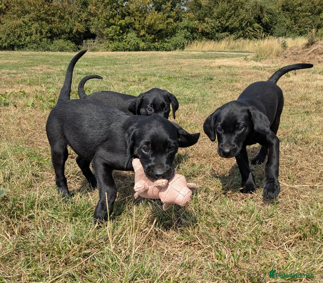 Labrador Retriever dogs for sale: Gorgeous black lab pups,FULLY HEALTH TEST PARENT - Image 4