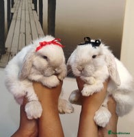 Mini Lop rabbits Mini lop - Advert 3