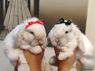 Mini Lop rabbits Mini lop - Advert 2