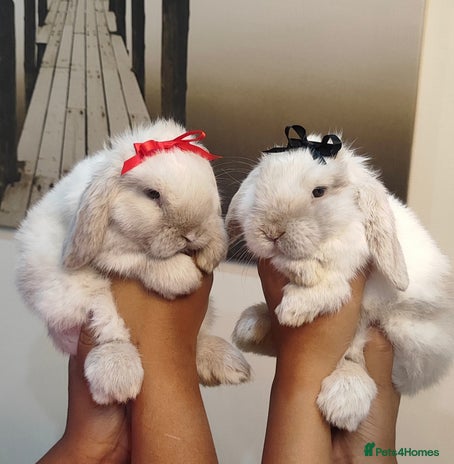 Mini Lop rabbits Mini lop - Advert 8