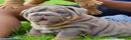 English Bulldog dogs for sale: EPIC BULLYZ PUPS in Halesowen - Advert 7
