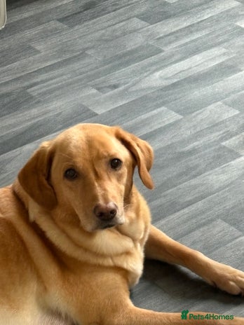 Goldador dogs Goldador puppies ❤️ - Advert 1