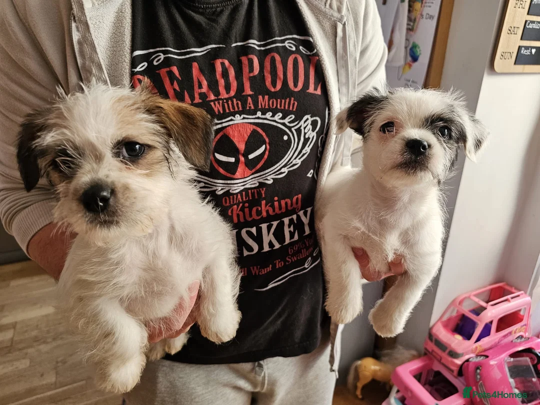 Mixed Breed dogs for sale: Shin tzu cross puppies - Advert 29