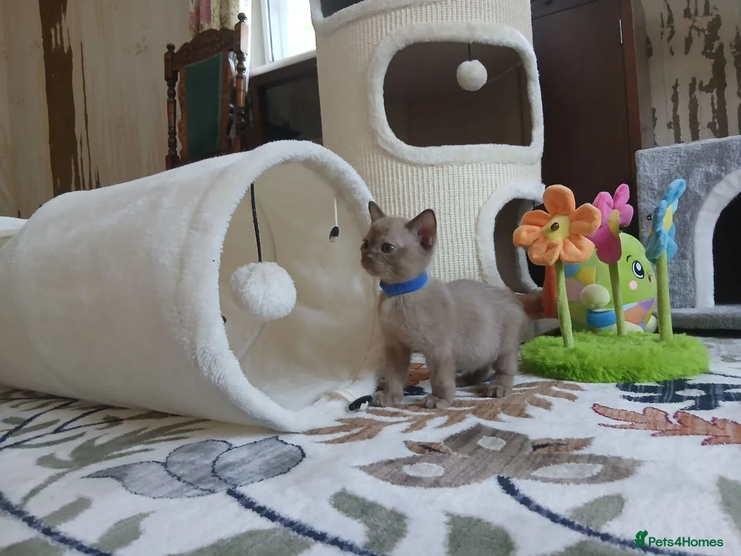Burmese cats for sale: Beautiful Chocolate & Brown Burmese Kittens. GCCF  - Advert 2
