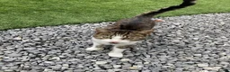 Mixed Breed cats for sale: Beautiful kittens - Advert 11