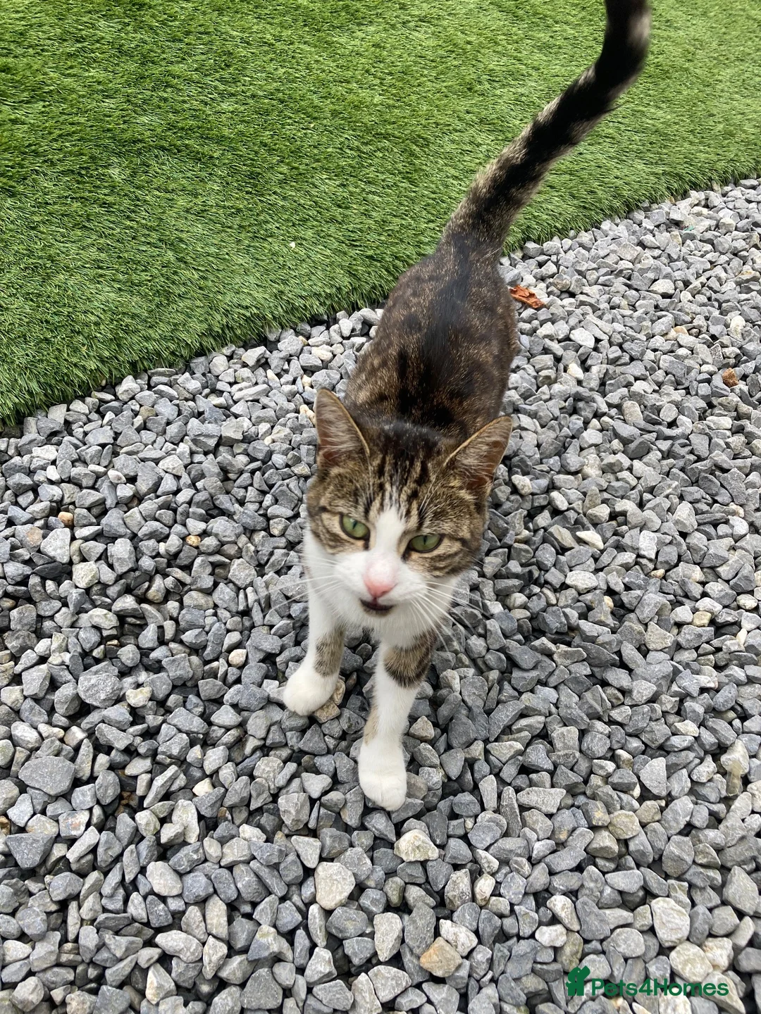 Mixed Breed cats for sale: Beautiful kittens - Advert 11