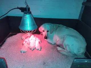 Labrador Retriever dogs Chunky show bred puppies - Advert 17