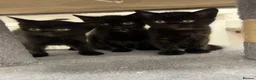 Mixed Breed cats for sale: Stunning Black “Mini Panther” Kittens  - Advert 8