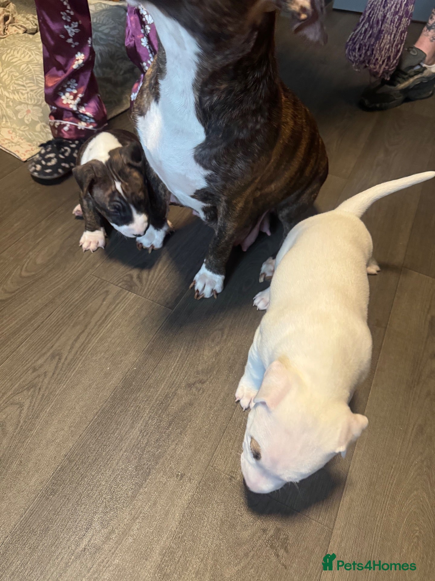 Miniature Bull terrier dogs White bull terrier girl  - Advert 2
