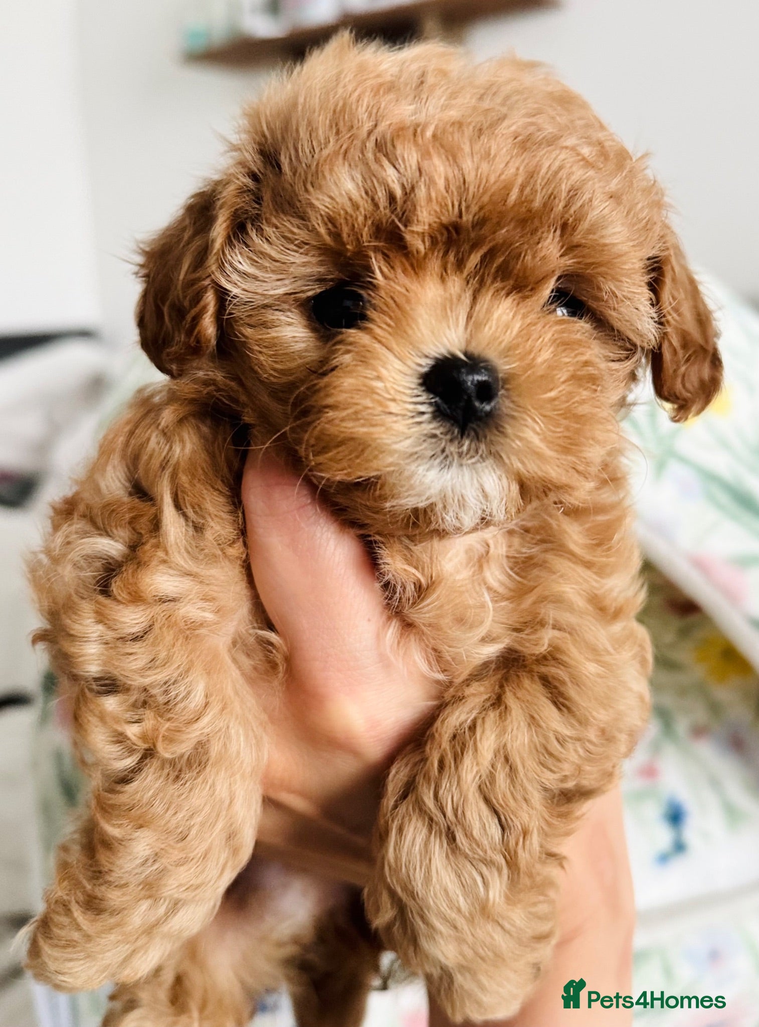 Maltipoo dogs 🧸True Tiny Asian Maltipoo Puppies DNA Clear🧸 - Advert 2
