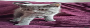 British Shorthair green collar