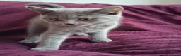 British Shorthair cats for sale: Beautiful British short-hair blue - Advert 6