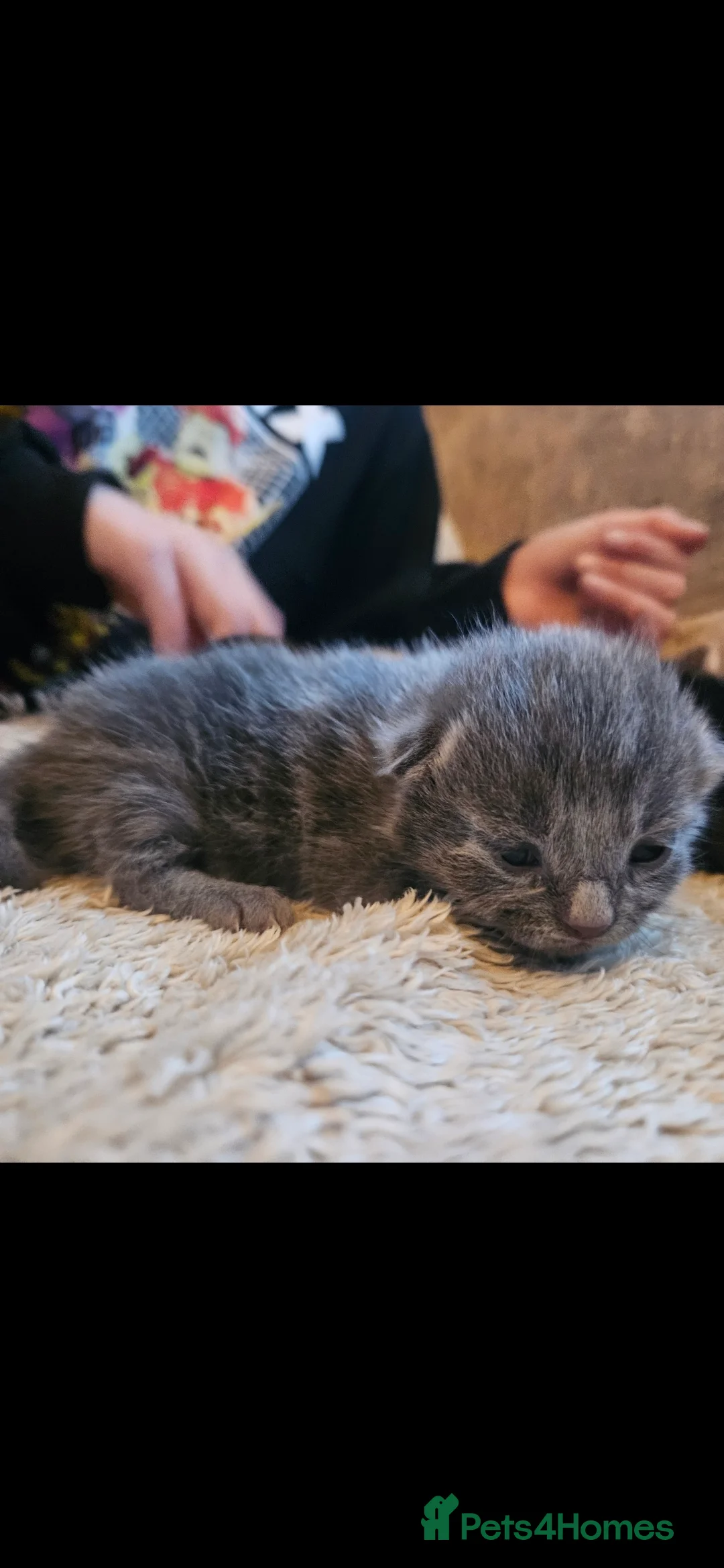 Mixed Breed cats for sale: Grey /silver kitten  - Advert 5