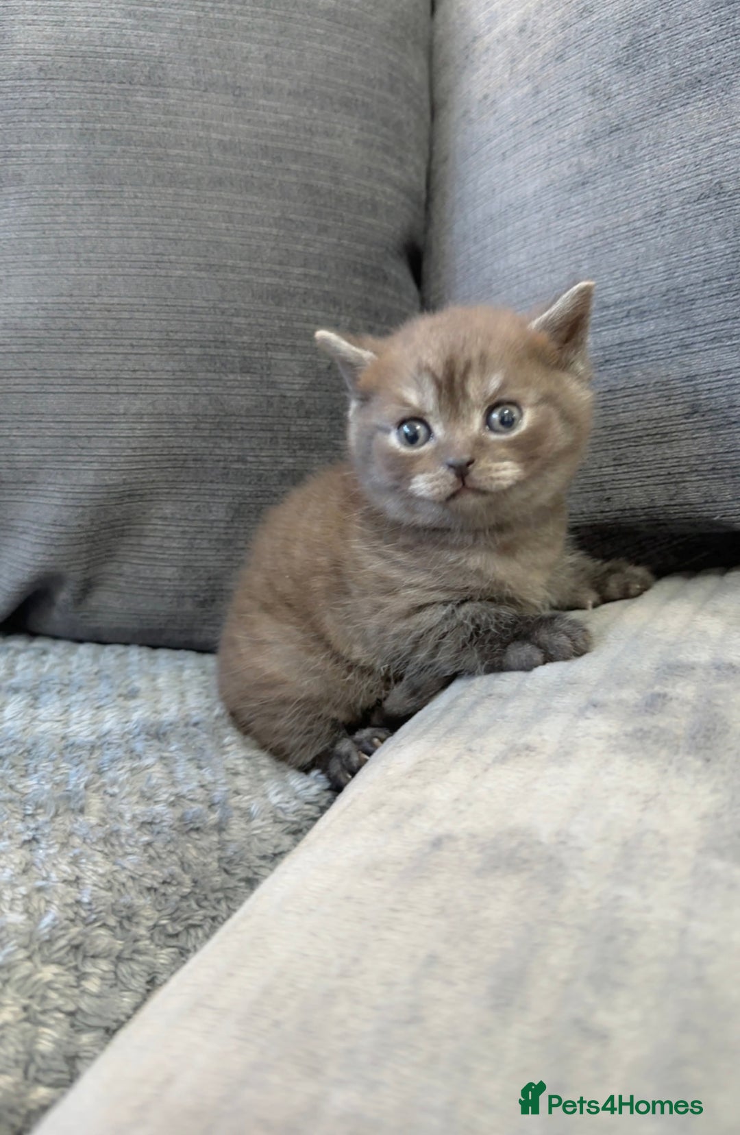British Shorthair cats for sale: Beautiful silver smoked female British shorthair - Advert 4