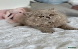 British Longhair cats for sale: Ready 🐻British Longhair chunky kittens💎🧸 - Image 6