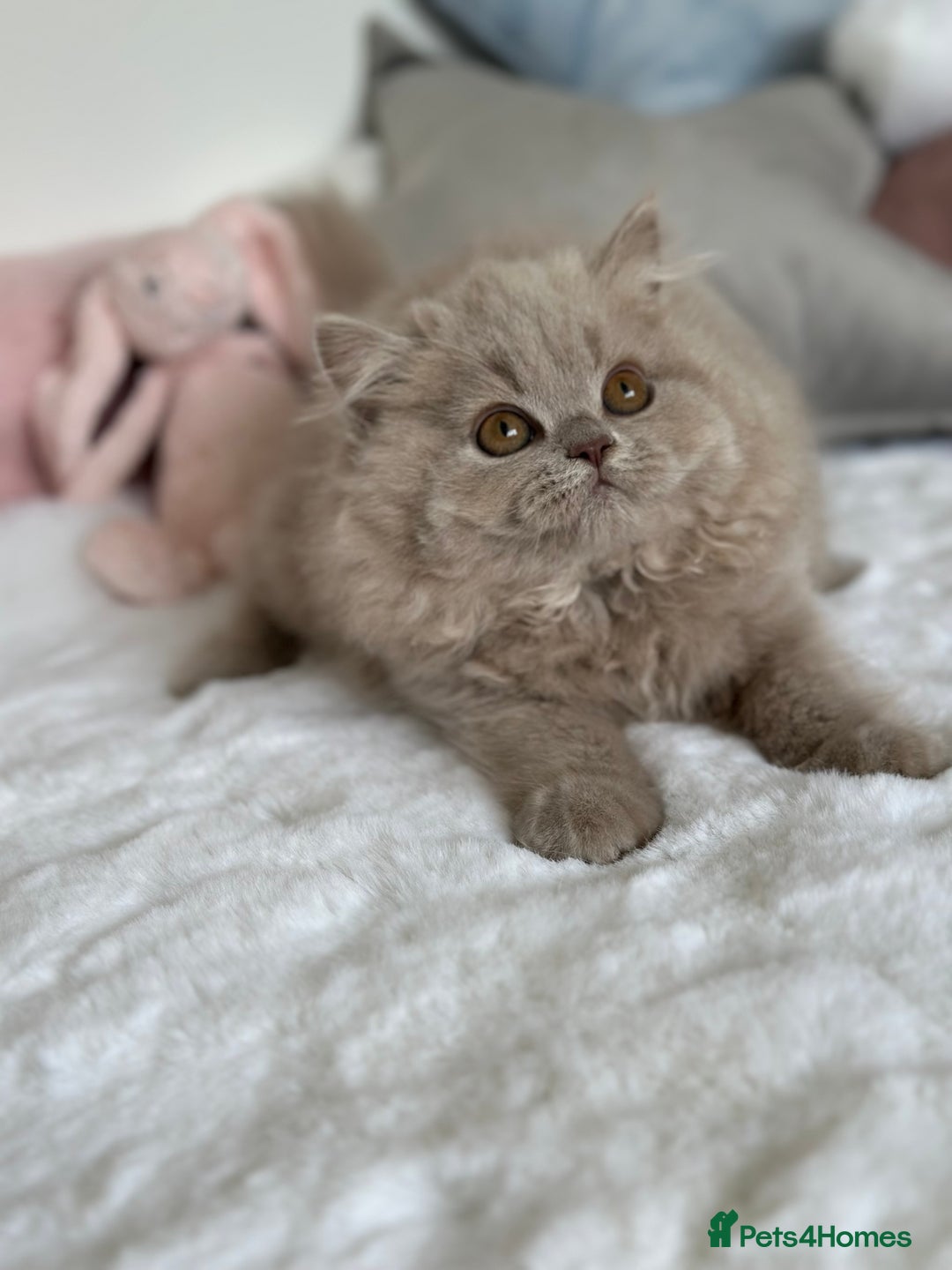 British Longhair cats for sale: Ready 🐻British Longhair chunky kittens💎🧸 - Image 6