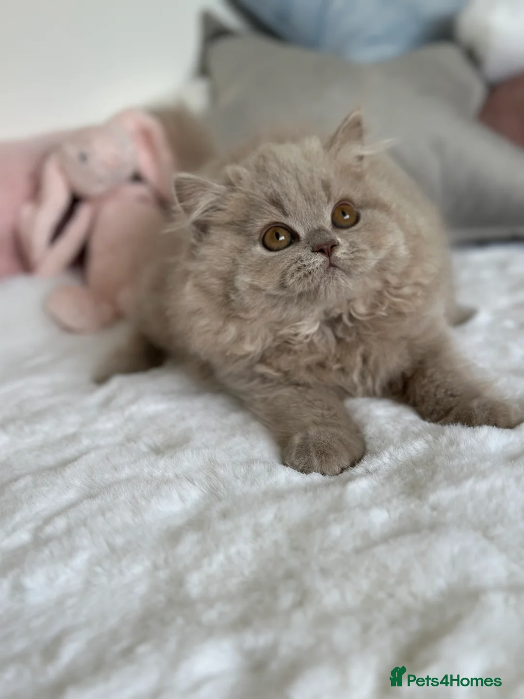 British Longhair cats for sale: Ready 🐻British Longhair chunky kittens💎🧸 - Advert 17