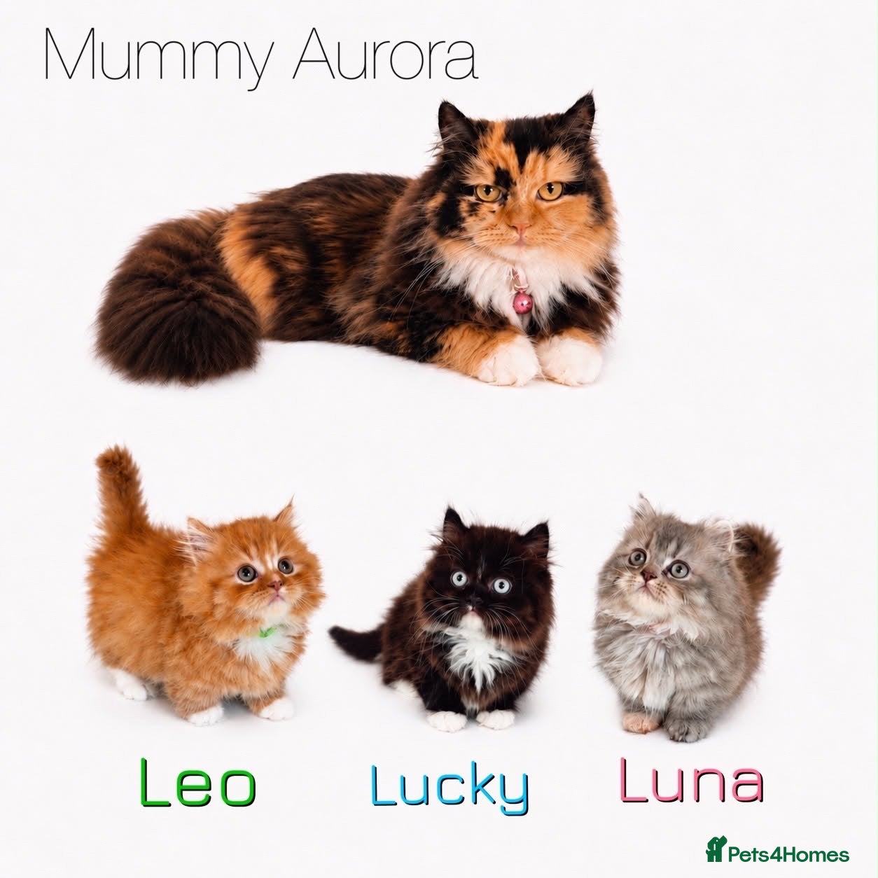 Munchkin cats Rare Munchkin Minuet (Persian Munchkin) Kittens  - Advert 1