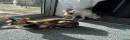 Cornish Rex cats for sale: Beautiful Cornish Rex kittens - Advert 3
