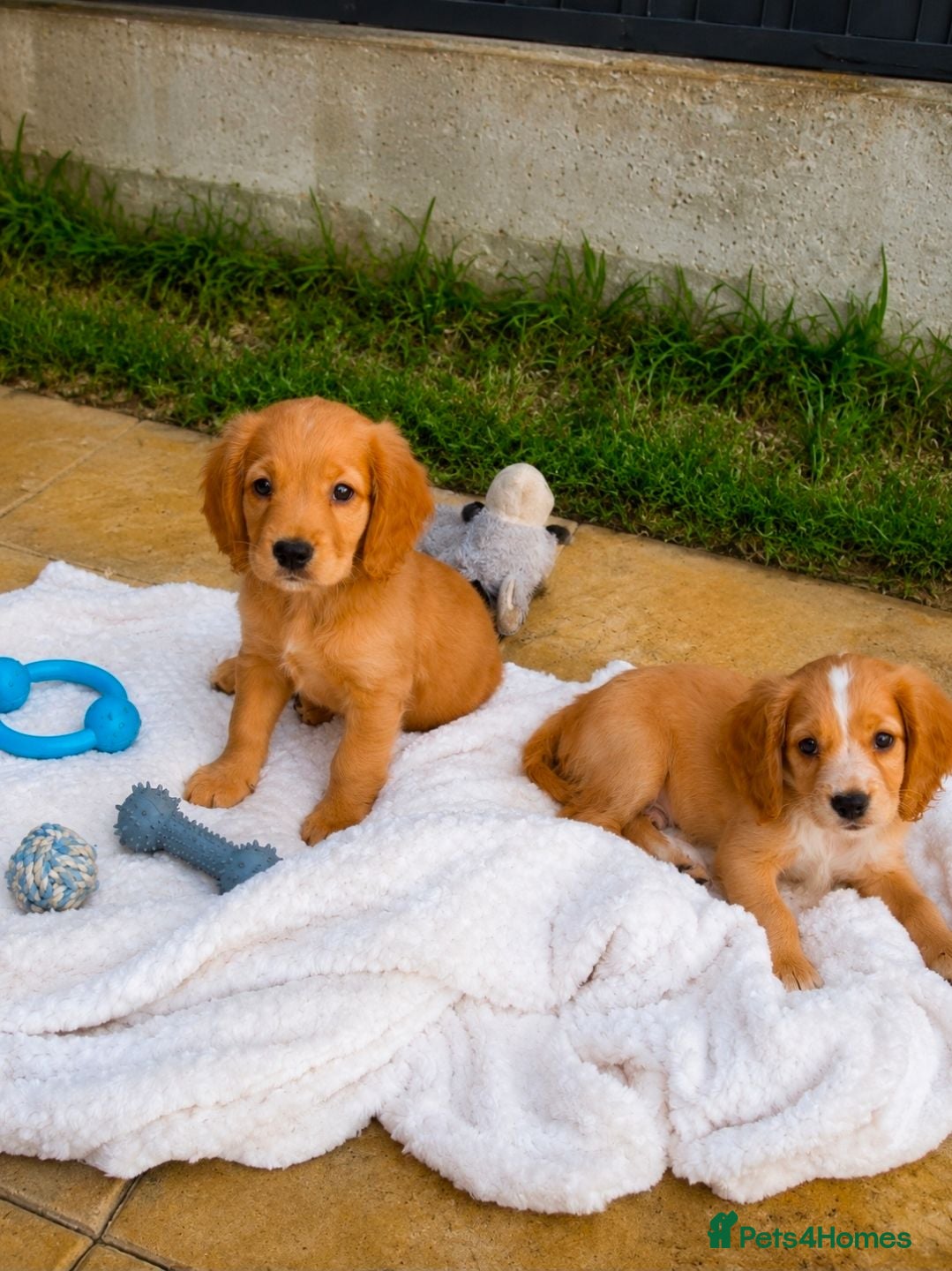 Cocker Spaniel dogs GOLDEN working Cocker spaniel pups - READY NOW - Advert 2