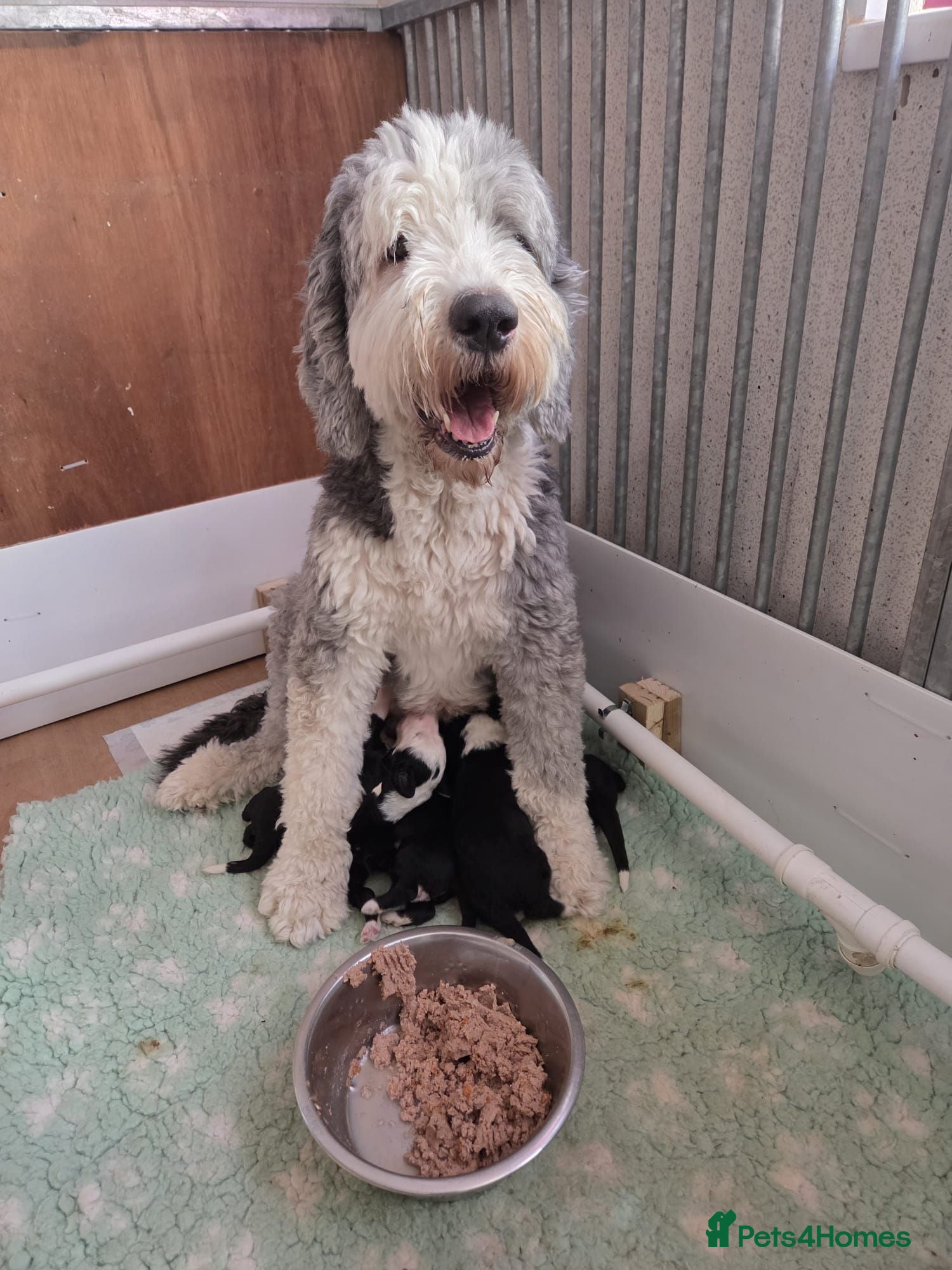 Mixed Breed dogs Stunning Sheepadoodles by Springfield Doodles  - Advert 1