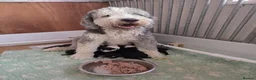 Old English Sheepdog dogs for sale: Stunning Sheepadoodles by Springfield Doodles  - Advert 1