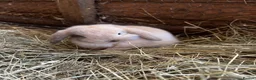 Mini Lop rabbits for sale: Baby mini lops rabbits  - Advert 8