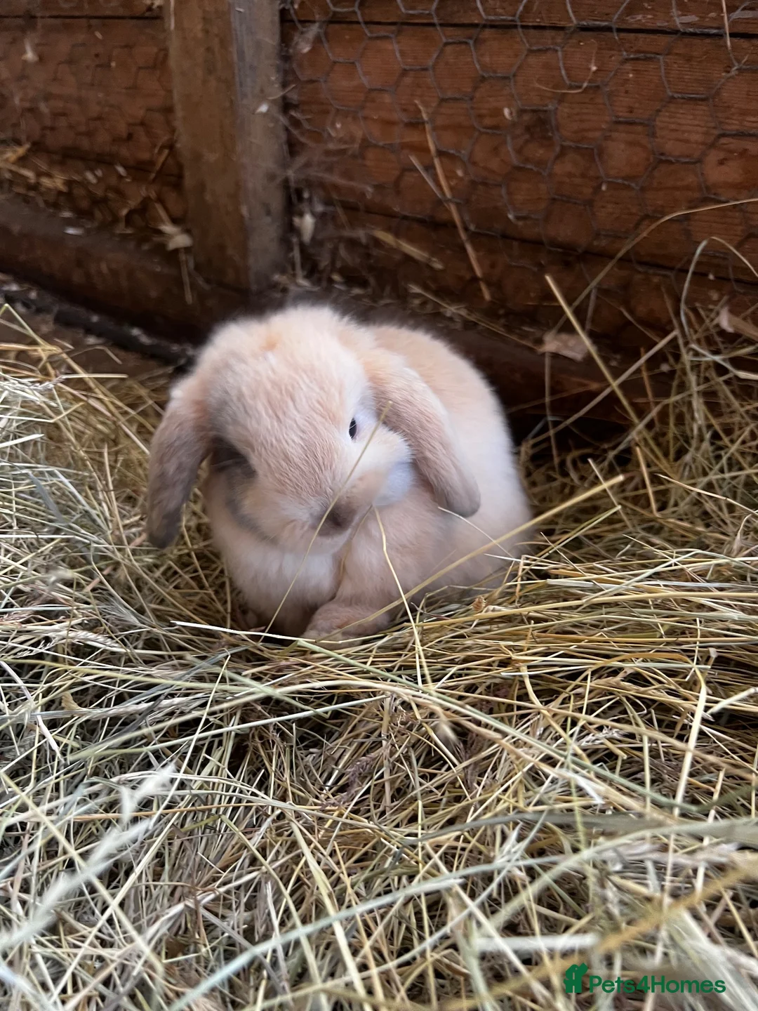 Mini Lop rabbits for sale: Baby mini lops rabbits  - Advert 8