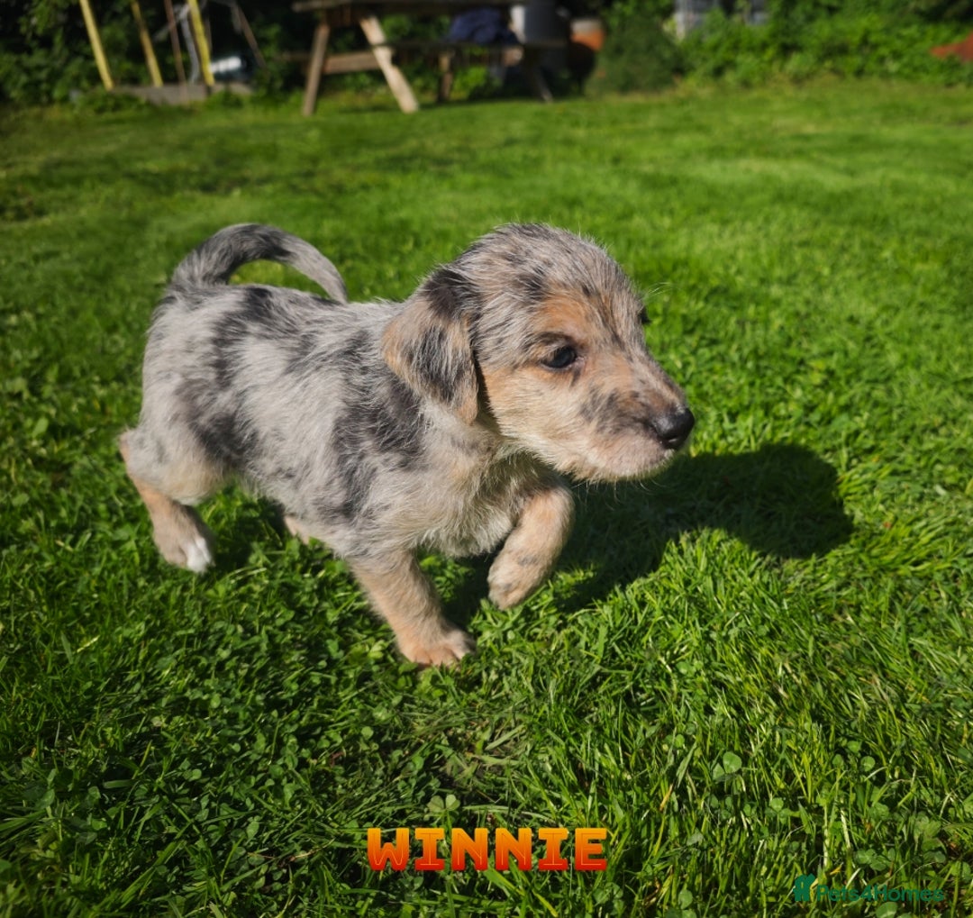 Mixed Breed dogs for sale: Parson Russell Cross Puppies  - Image 21