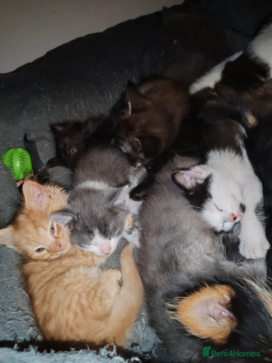 Mixed Breed cats for sale: Lovely kittens looking for forever homes - Advert 1