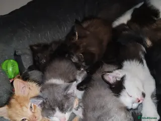 Mixed Breed cats Lovely kittens looking for forever homes - Advert 7