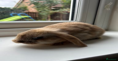Mini Lop rabbits - Advert 1