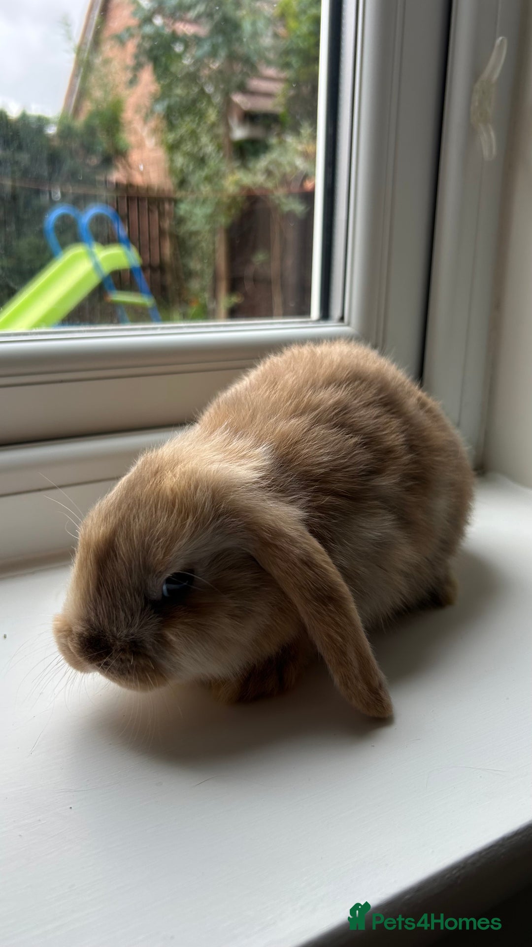 Mini Lop rabbits for sale: Pure bred mini lop bunnies - Image 3