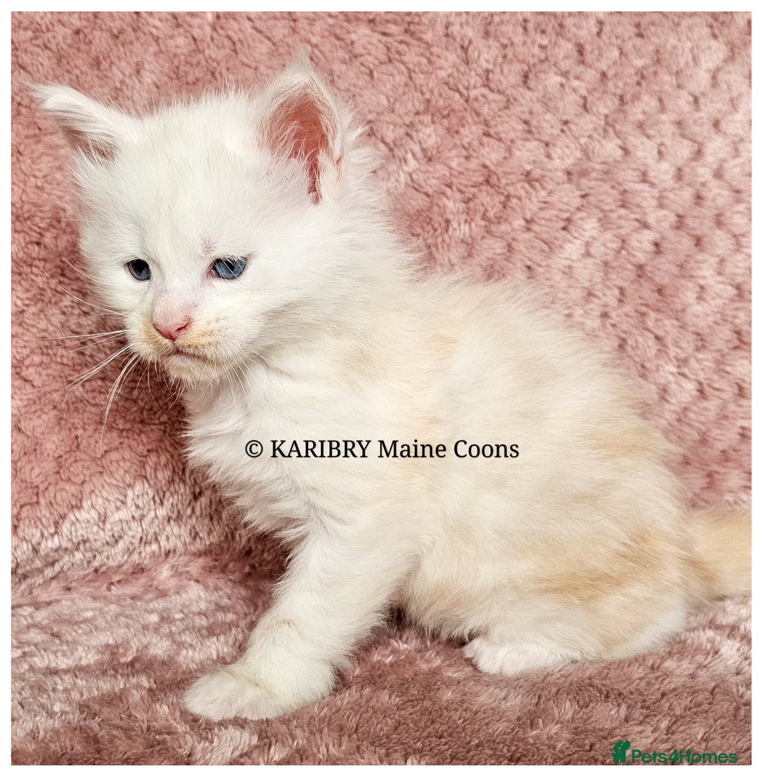 Maine Coon cats for sale: QUALITY TICA Registered Shaded,Shell ACTIVE - Advert 4