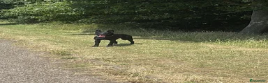 Kali